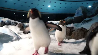 Planet Penguin  - Winter Season