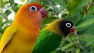 Lovebird Chirping and Singing Sounds - Green Personata & Lutino