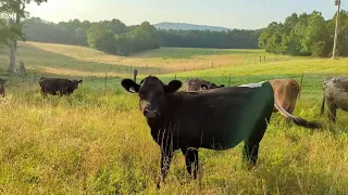 Rotational Grazing is KILLING my COWS!