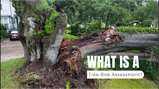 Tree Risk(What You Need to Know)