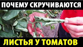 Почему скручиваются листья у томатов. Причины и решения.