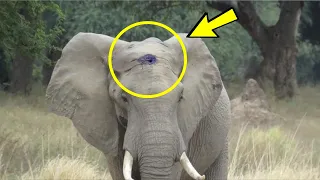 Раненый слон умолял о помощи, поняв, что произошло, люди были шокированы!