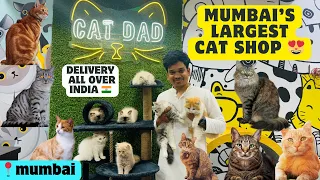 India’s largest Cat Shop😱| All Breed Cats Available 😻| Healthy & Playfull kittens | Cat Dad Mumbai