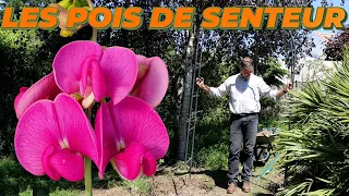 COMMENT CRÉER UNE ARCHE DE POIS DE SENTEUR ? - Que Faire Dans Mon Jardin ? Semaine 19