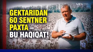 ГЕКТАРИДАН 60 ЦЕНТНЕР ПАХТА – БУ ҲАҚИҚАТ!