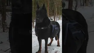 Эдит(Босерон)если угадаешь мою любимую породу я отвечу на любой твой вопрос