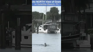 Dolphin Antics