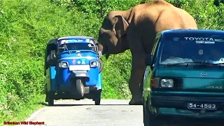 An unforgettable moment. The elephant attack on the three-wheeler leaving people dead