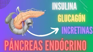Endocrin pancreas