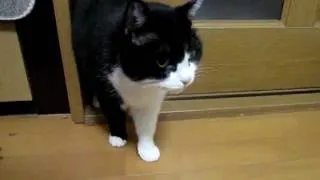 ごちそうさまの猫