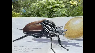 Amazing Insects Read Aloud Book
