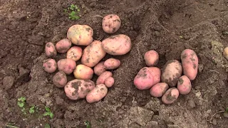Урожай картофеля 2019 на Подмосковном участке