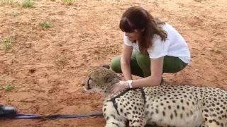 Cheetah Encounter 12/25/13