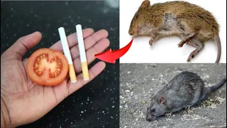 Cigarette +Tomato |Get Rid Of Rat Within 10 Minutes || سيجارة + طماطم | تخلص من الفئران في غضون 10 د