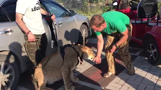 Прибытие львицы Легенды в Тайган.