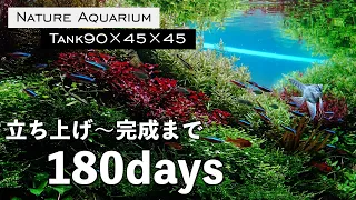 【90cm水草水槽】コケまみれも乗り越え理想の水景に［立ち上げ〜完成まで180日の軌跡］#aquarium #ネイチャーアクアリウム #熱帯魚 #ada #アクアリウム