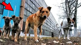 Стая бродячих собак спасли девочку! На девочку напали … !