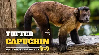 Tufted Capuchin - हिन्दी डॉक्यूमेंट्री | Wildlife documentary in Hindi