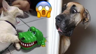 Funniest Animals 2024 😍 Best Funny Cats and Dogs Videos 😺🐶 Part 32