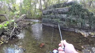 Tiny Creek TROUT Fishing (LOADED with Trout!)