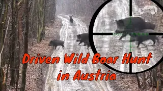 Rifles and Roars: A High-Octane Driven Wild Boar Hunt in Austria - BH 33 - Top 101 shots