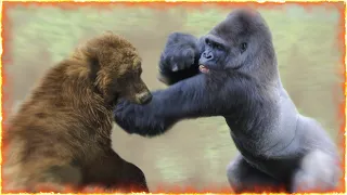 Gorilla VS Grizzly Bear