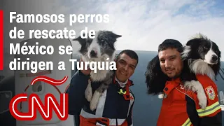 Imagen de la perra rescatista Frida acompaña a perros de rescate de México que se dirigen a Turquía