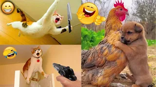 funny cat and dog videos 2024 || funny animal videos 2024 #3