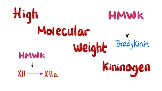 High Molecular Weight Kininogen (HMWK)