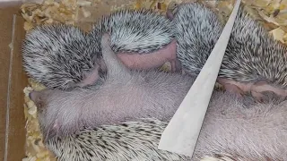 Mama Landak Mini sedang Menyusui Baby Landak | Baby Hoglet #hoglets #landakmini #landak #hedgehog