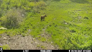 Bear hauling ass