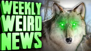 Chernobyl's Radioactive Mutant Wolves Might Cure Cancer - Weekly Weird News