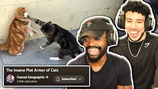ARE CATS UNSTOPPABLE ?! 😱 - The Insane Plot Armor of Cats (Casual Geographic) - REACTION!