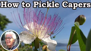 Living in Turkey - How To Pickle Capers Easily