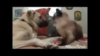 Funny Animals Compilation *NEW December 2014*