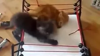 Кошачий бокс в ринге / Cat's boxing in the ring