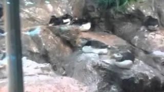 Puffins at Loro Parque Tenerife