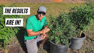 Overwintering Pepper Plants Pt. 2 |The Results May Surprise You!|