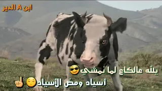 قتال البقرة مع الرجل