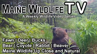 Deer | Fawn | Bucks in Velvet | Bear | Coyote | Beaver |  Maine Wildlife | Trail Cam | Natural