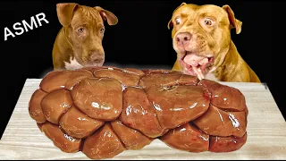 ASMR MUKBANG PITBULL EATING RAW FOODS COW KIDNEY WHALE RIBS