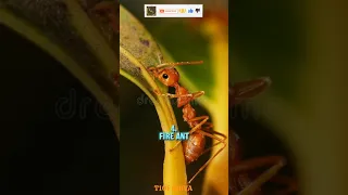 Top 10 most dangerous ants species in the world|#ants#animals#anime#viratkohli#ipl#geopolitics#viral