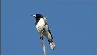 Australian Butcherbirds calling in the early Morning
