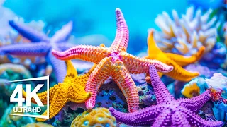 The Colors Of the Ocean 4K (ULTRA HD) - Immerse Yourself In The Mesmerizing Underwater Realm