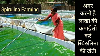 Spirulina Farming || थोड़ी सी जगह में लाखों की कमाई 💥💥 || Rajasthan Series || Hello Kisaan