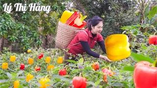 Harvesting Bell Pepper & Goes to the Market Sell - Harvesting & Cooking || Ly Thi Hang Daily Life