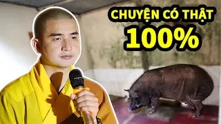 Chuyện có thật 100% về con HEO tại Chùa Thanh Hòa (Bình Phước)