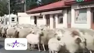 Imagini de senzație cu Gigi Becali și turma lui de oi. Afaceristul şi-a sfinţit stâna din Pipera