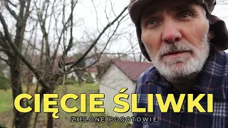 Cięcie śliwki