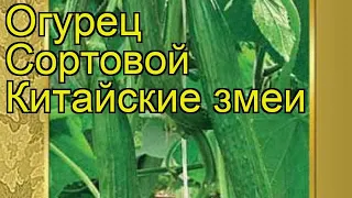 Огурец сортовой Китайские змеи. Краткий обзор, описание характеристик, где купить семена